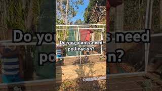 Do you plants need pollination Before using the Net to cover your garden answer that question [upl. by Longmire]