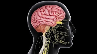 CNS 4  Somatic sensations  Physiology Crash Course  DrNagi  Arabic [upl. by Holladay]