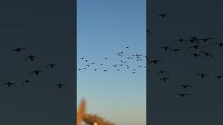 FAT WAD of GREENHEADS in NODAK 🦆 ducks hunting duckhunting [upl. by Sophia]