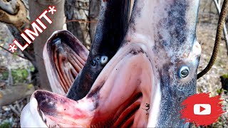 Snagging Paddlefish on Truman Lake Osage River LIMIT  Catch and Clean [upl. by Elston]