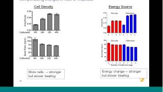 Cardiac Toxicity Assessment Using Stem Cell Derived Cardiomyocytes [upl. by Novla]