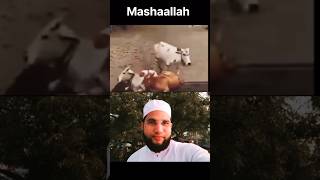 Azaan ka ihtaram H M Quran recitation munawwar38 azan viralvideo videoshorts subscribeallah [upl. by Niatsirhc]