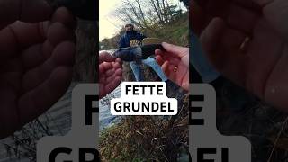 NED RIG am Kanal  leider nicht der Zielfisch ☹️ angeln fishing grundel nedrig [upl. by Lyman763]