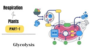 Respiration in plants part1  Introduction to celular respiration and Glycolysis [upl. by Sheffie929]