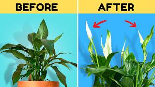 Do THIS to Get Your Peace Lily to Flower Again [upl. by Elletnahs]