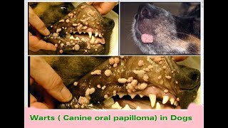 Warts  Papilloma  in dogs Puppy Series 10 [upl. by Ativahs626]