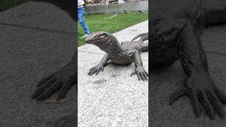 Magarmach Anaya video  crocodile video ritishadhanda shorts animals [upl. by Siuraj5]