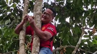 Supermatt panjat langsat  Climbing Langsat 🌳Jatuh [upl. by Leuqram]