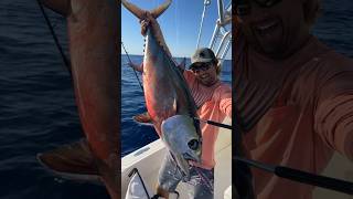 Giant blackfin tuna fishing atlantic florida blackfin tuna spearfishing shark 30 [upl. by Handel]