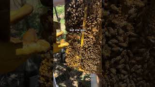 Its hard to see them go shorts beekeeping beekeeper beehives queenbee backyardbeekeeping bee [upl. by Herculie]