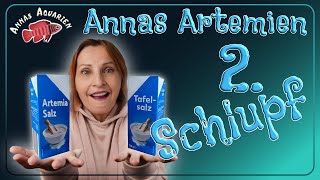 Artemianauplien  Kochsalz oder Spezialsalz und Konzentration Teil 2 [upl. by Bradman815]