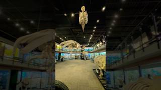 Museum of Osteology Oklahoma City Oklahoma [upl. by Nagap]