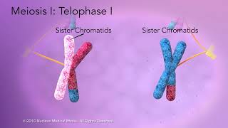 Meiosis [upl. by Marmaduke]