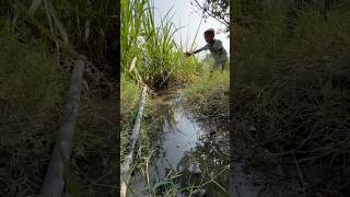 Smart idea of catching frogs villagelife outdoor bushcraftcamping [upl. by Tann158]