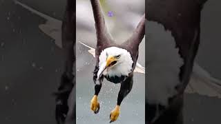 Eagle catching fish  HK Entertainment 30 Shorts Eagle Osprey [upl. by Iliam]