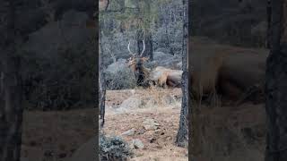 Young Bull Elk Snacking amp Resting in the Hualapai Mountains  Wildlife Watching in Kingman Arizona [upl. by Amber]