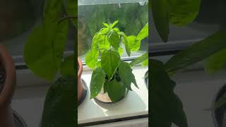 How do you know you need to water your plants [upl. by Elatia]