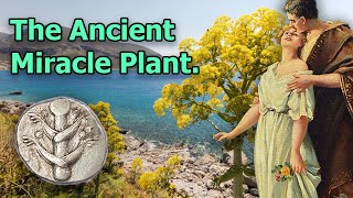 Silphium The Extinct Miracle Plant of Ancient Rome [upl. by Seira]