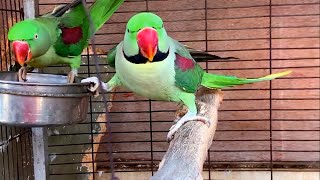 Alexandrine Parrot Breeding Pair  Big Size [upl. by Powder852]