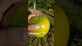 Maracuya madura hermosa💚🍃🌱 campo shorviral fruit [upl. by Ddot]