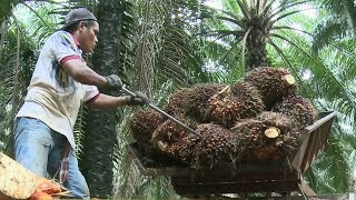 Malaysia works to combat environmental concerns about palm oil [upl. by Eimma]