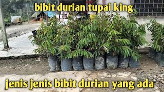 Review jenis bibit durian yang tersedia‼️ hasil okulasi cantuman [upl. by Davilman431]