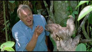 David Attenborough Says Boo To A Sloth  Life Of Mammals  BBC Earth Kids [upl. by Ydner898]