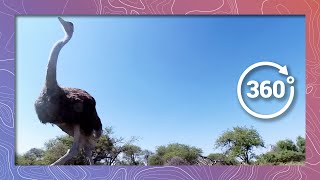 Ostrich Running with Babies in 4K 360 Wildlife and Nature [upl. by Martyn196]