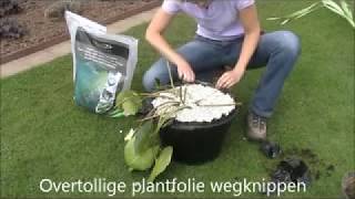 36Vijverplanten planten Pubflv [upl. by Akcebar]