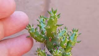 Austrocylindropuntia Subulata Cactus Alfileres de Eva CUIDADOS  Eva Pins Cactus  CARE [upl. by Janey]