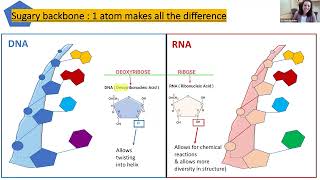 Understanding ribonucleic acid RNA and its role in leukemia 2024 Leukemia Conference [upl. by Campbell537]