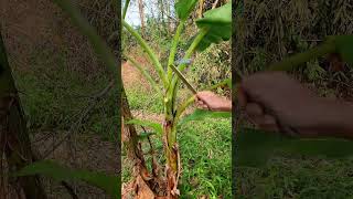 Banana Leaves agriculture farming cuttingskils shorts [upl. by Nivlac]