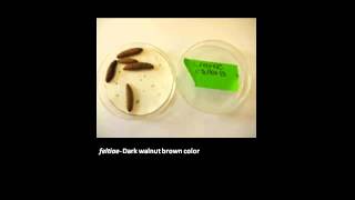 MSU OPM How to Rear Nematodes for Biocontrol [upl. by Citron]