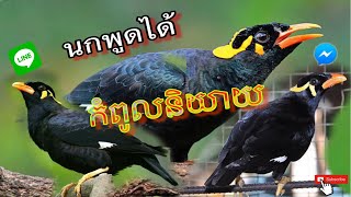 សារិកាចេះនិយាយ นกพูดได้ Amazing Talking Indian HillMynahBird bird sound [upl. by Ciredec]