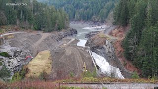 Promising Signs of Recovery on Undammed Elwha River [upl. by Edythe]