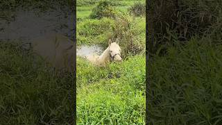 O CAVALO CAIU NO AÇUDE ele está ótimo [upl. by Nimsay]