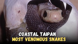 Coastal Taipan Oxyuranus Scutellatus Most Venomous Snakes [upl. by Teyugn]