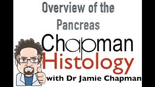 3 Min Histology Overview of the Pancreas [upl. by Elohcan105]