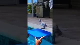 Flotation device 🤣😂 comedia animals [upl. by Alisia]