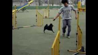 Schipperke in Agility [upl. by Annonyw]