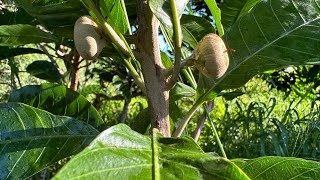 Pouteria campechiana Canistel Egg Fruit Ross Sapote 7224 [upl. by Tacklind]