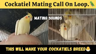 Cockatiel mating call on loop This Mating Call will encourage your cockatiels to Breed Sounds [upl. by Oicaro506]