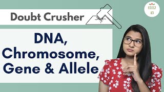 Difference between DNA Chromosome Gene amp Allele HINDI [upl. by Olimreh]