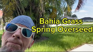 Bahia Grass Spring Overseed lawn bahiagrass diylawncare lawncare [upl. by Wagoner]