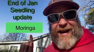 Winter Gardening Zone 78🌱Seedling and Moringa 🌱 special visitors🦅 [upl. by Thorma]