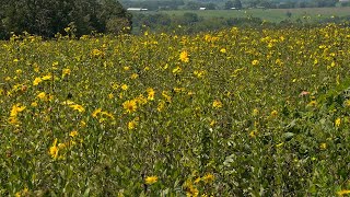 Silphiums for Wildlife [upl. by Nohtahoj731]