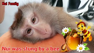 Nui monkey was stung by a bee [upl. by Hess]