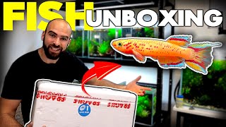 BUYING The Most AMAZING Nano Fish EVER killifish unboxing  MD FISH TANKS [upl. by Rratsal]