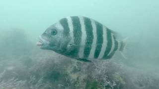 Friendly Sheepshead Feeding On Clam [upl. by Atinniuq]