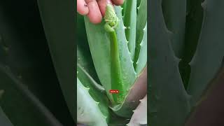 Aloe Vera Plant Care🌿Aloe Vera Flower🔥एलोवेरा✨एलोवेरा का पौधा कैसे लगाएं ashasgardenstoryshorts [upl. by Czarra443]